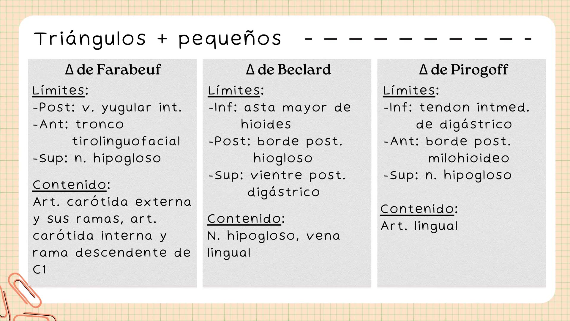 Triángulos
Del Cuello Región del Cuello
El cuello es la región del
cuerpo
entre
la
comprendida
cabeza y el
m. mylohyoideus-
processus mastoi