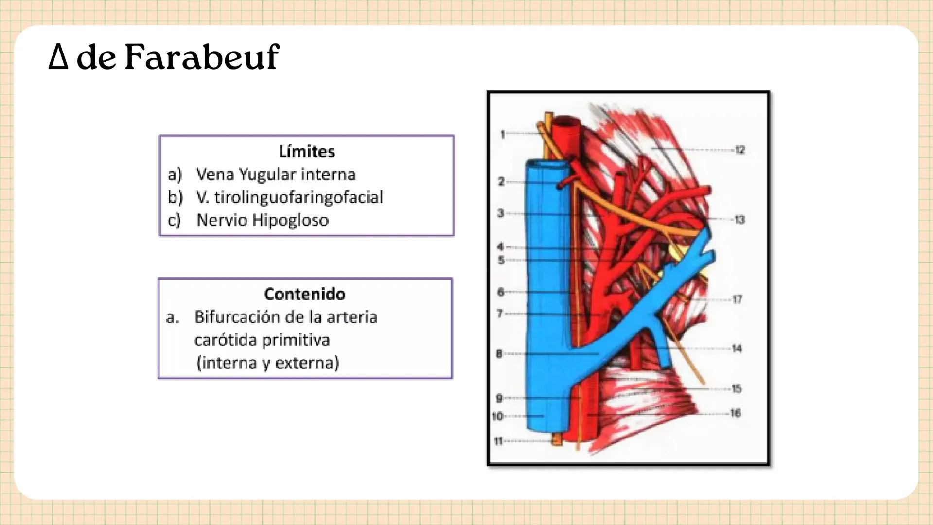 Triángulos
Del Cuello Región del Cuello
El cuello es la región del
cuerpo
entre
la
comprendida
cabeza y el
m. mylohyoideus-
processus mastoi