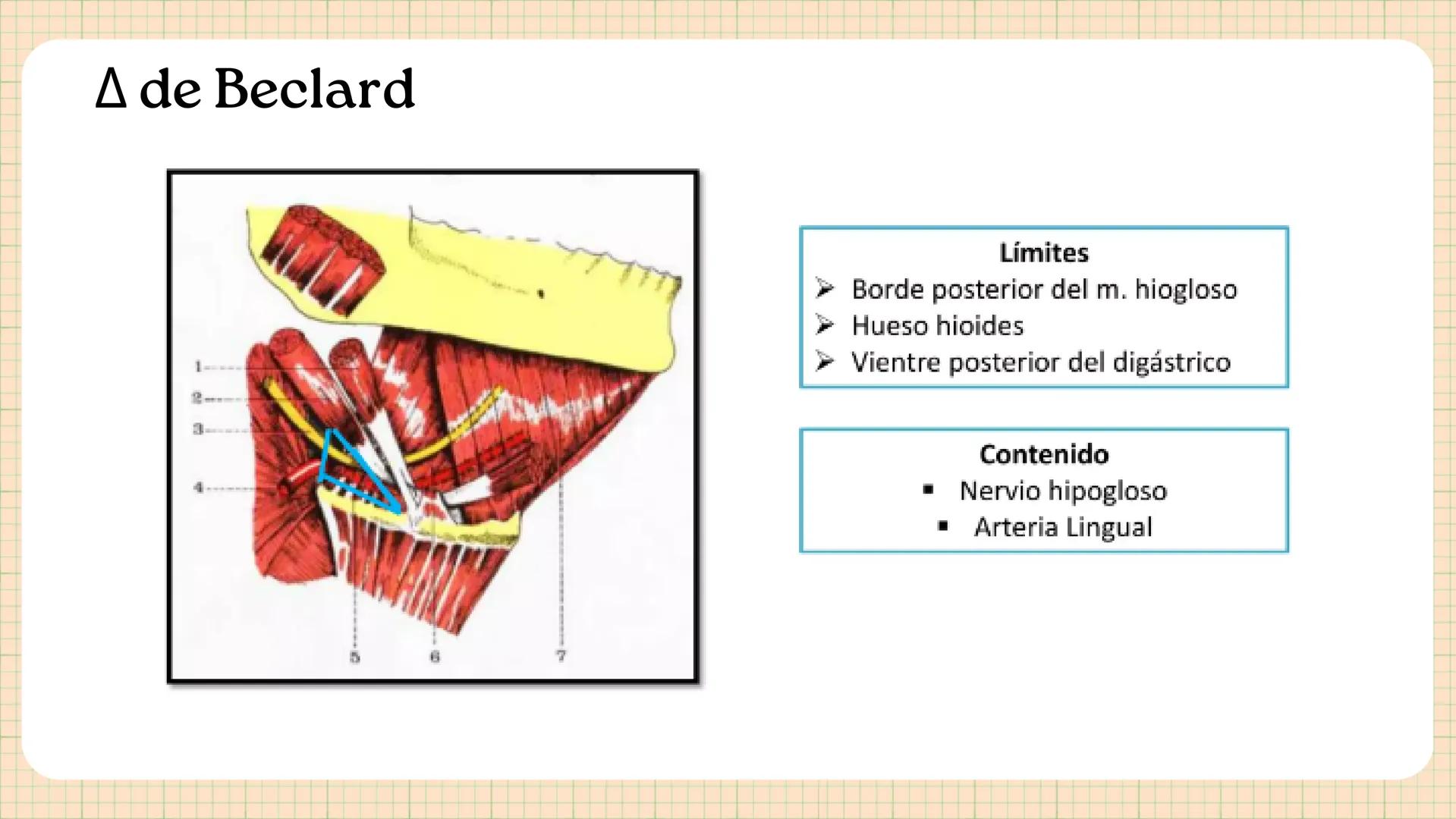 Triángulos
Del Cuello Región del Cuello
El cuello es la región del
cuerpo
entre
la
comprendida
cabeza y el
m. mylohyoideus-
processus mastoi
