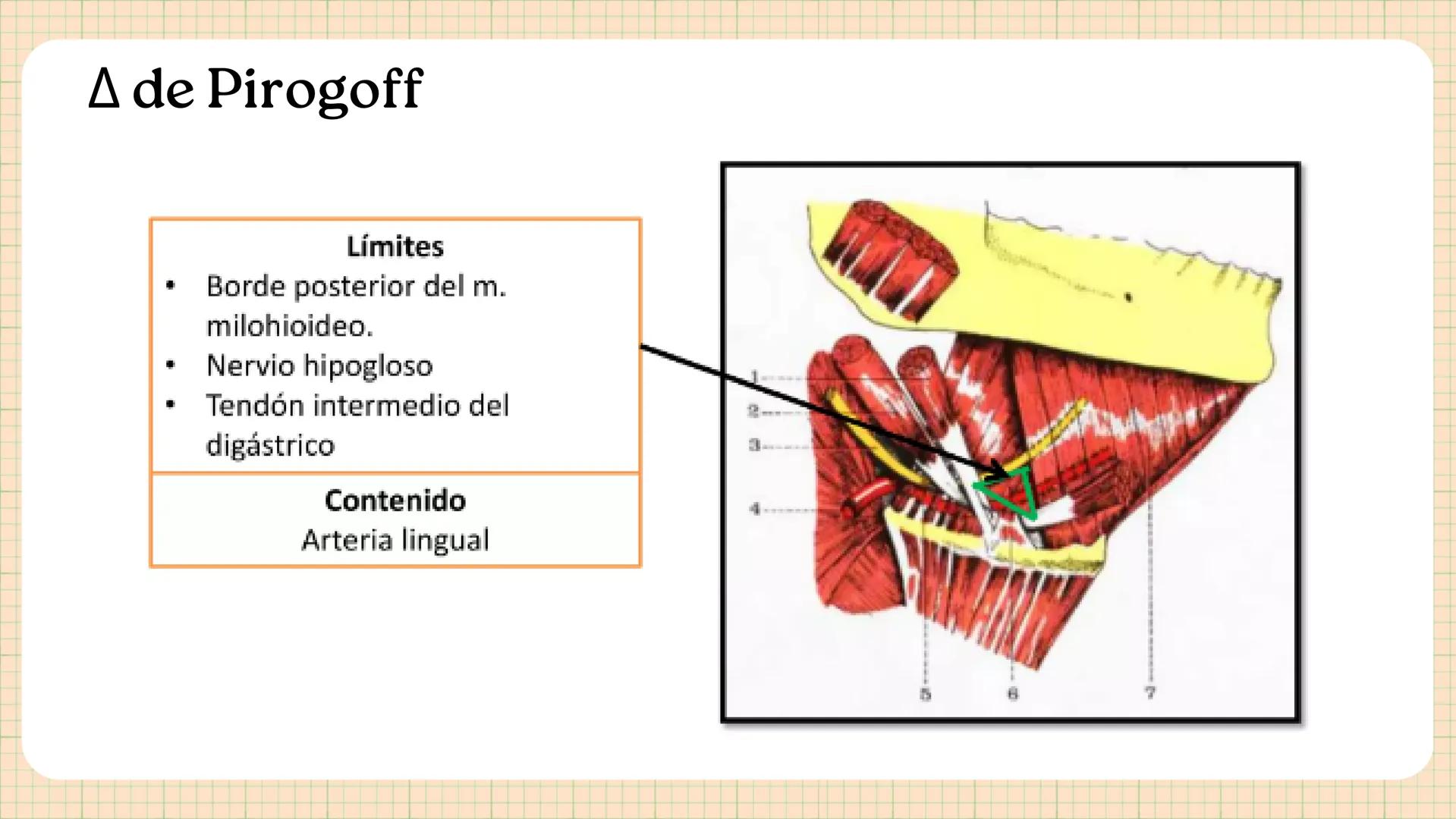 Triángulos
Del Cuello Región del Cuello
El cuello es la región del
cuerpo
entre
la
comprendida
cabeza y el
m. mylohyoideus-
processus mastoi