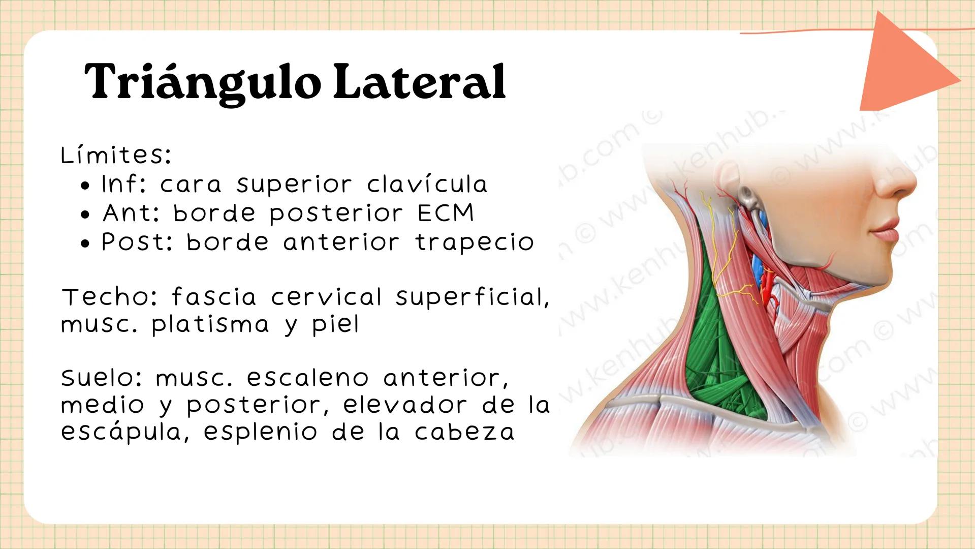 Triángulos
Del Cuello Región del Cuello
El cuello es la región del
cuerpo
entre
la
comprendida
cabeza y el
m. mylohyoideus-
processus mastoi