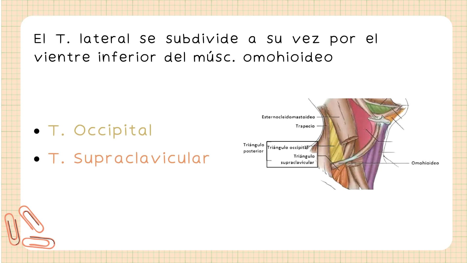 Triángulos
Del Cuello Región del Cuello
El cuello es la región del
cuerpo
entre
la
comprendida
cabeza y el
m. mylohyoideus-
processus mastoi