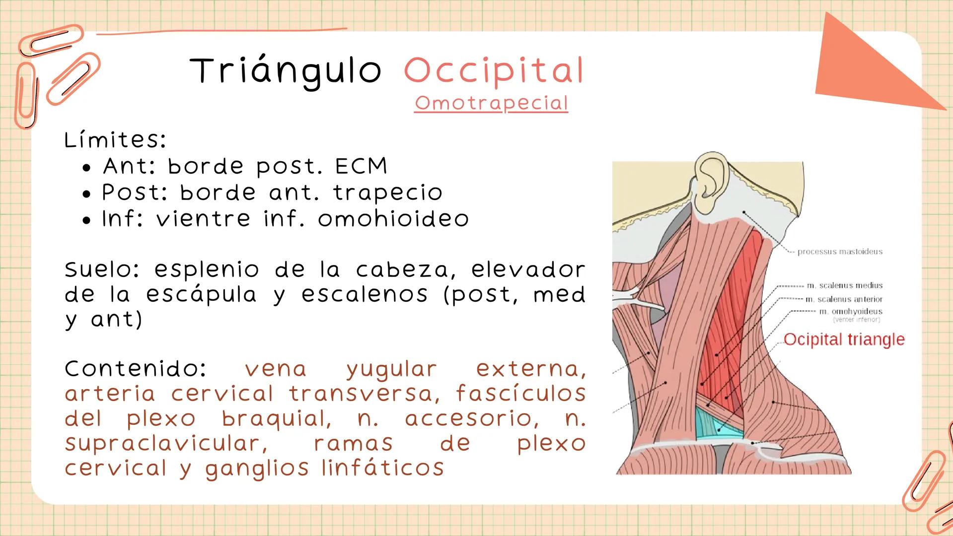 Triángulos
Del Cuello Región del Cuello
El cuello es la región del
cuerpo
entre
la
comprendida
cabeza y el
m. mylohyoideus-
processus mastoi
