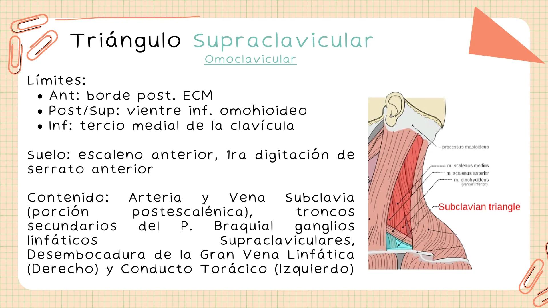 Triángulos
Del Cuello Región del Cuello
El cuello es la región del
cuerpo
entre
la
comprendida
cabeza y el
m. mylohyoideus-
processus mastoi