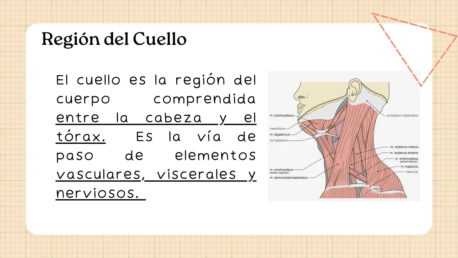Triángulos
Del Cuello Región del Cuello
El cuello es la región del
cuerpo
entre
la
comprendida
cabeza y el
m. mylohyoideus-
processus mastoi