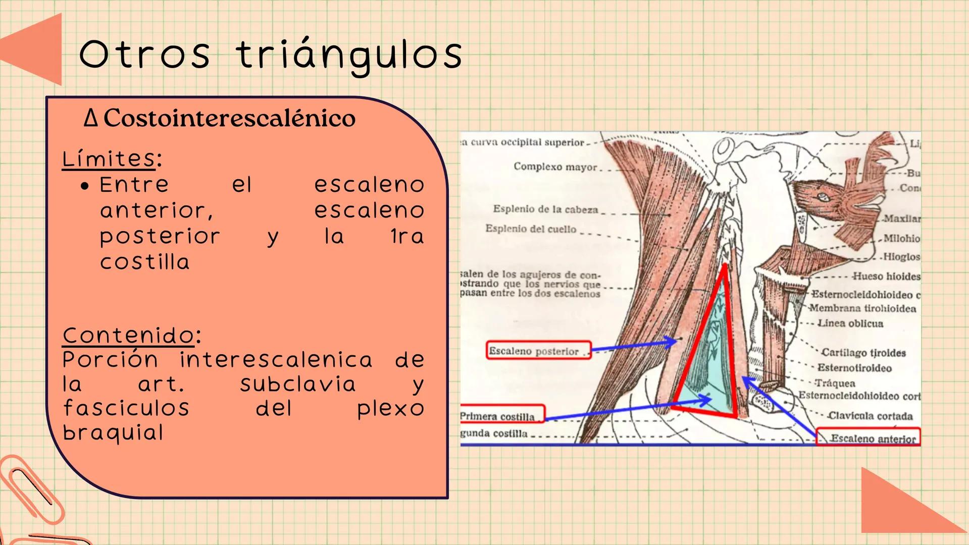 Triángulos
Del Cuello Región del Cuello
El cuello es la región del
cuerpo
entre
la
comprendida
cabeza y el
m. mylohyoideus-
processus mastoi