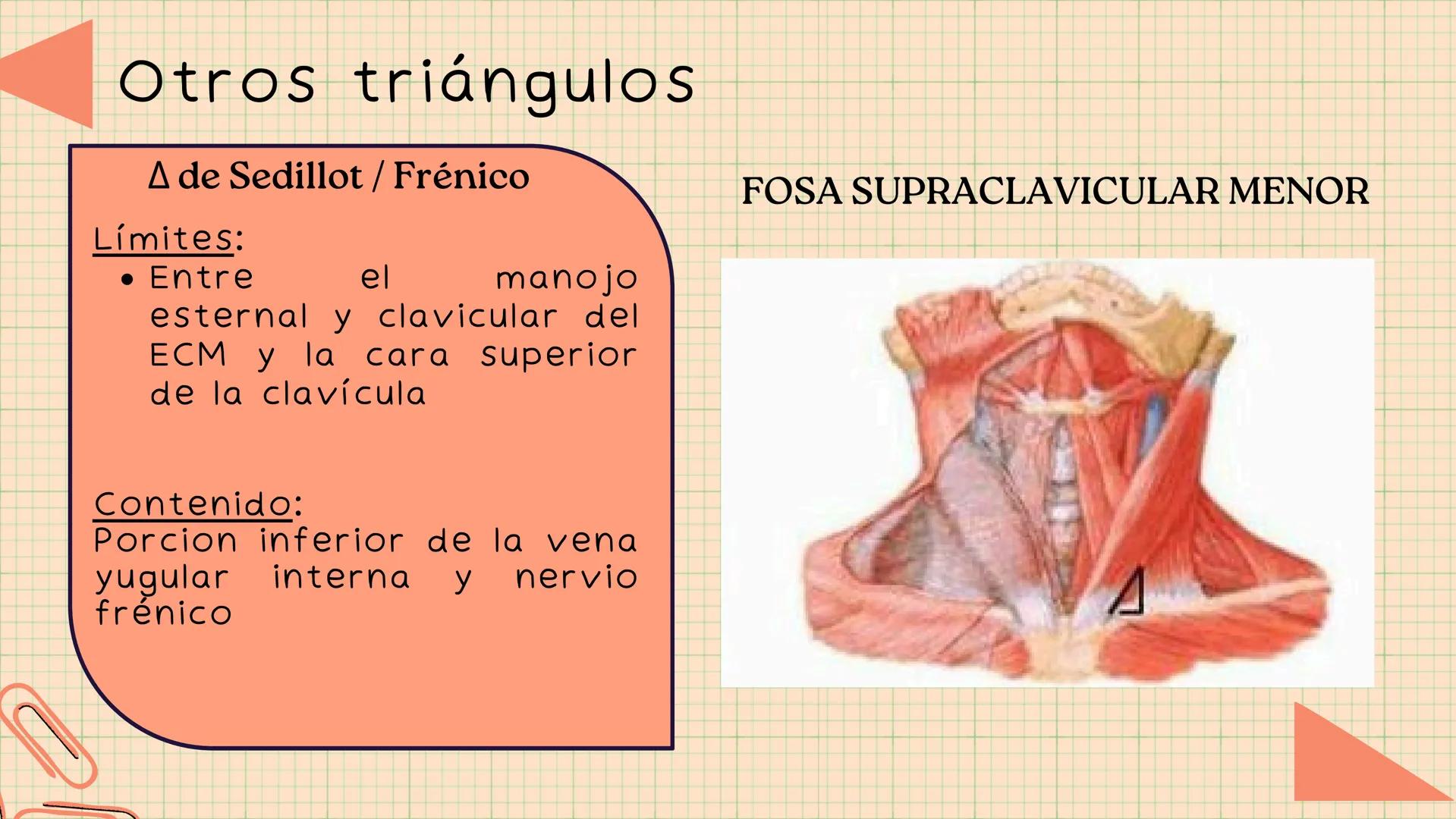 Triángulos
Del Cuello Región del Cuello
El cuello es la región del
cuerpo
entre
la
comprendida
cabeza y el
m. mylohyoideus-
processus mastoi