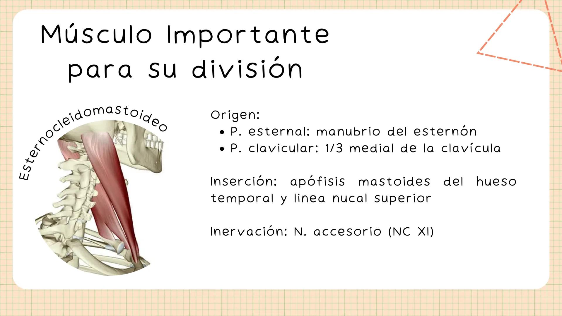 Triángulos
Del Cuello Región del Cuello
El cuello es la región del
cuerpo
entre
la
comprendida
cabeza y el
m. mylohyoideus-
processus mastoi