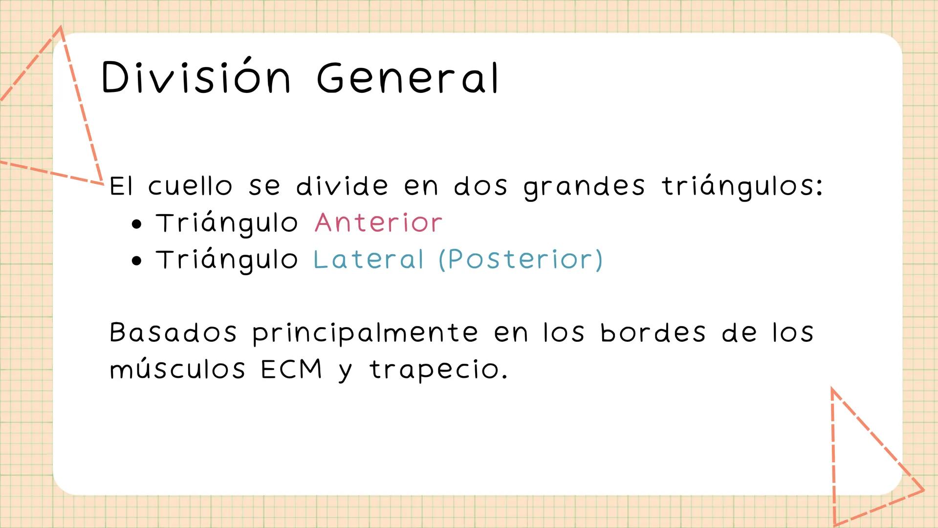 Triángulos
Del Cuello Región del Cuello
El cuello es la región del
cuerpo
entre
la
comprendida
cabeza y el
m. mylohyoideus-
processus mastoi