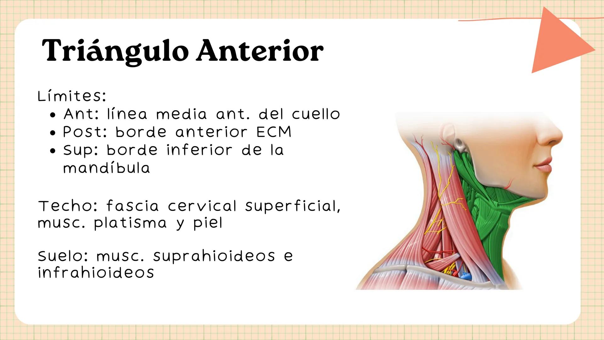 Triángulos
Del Cuello Región del Cuello
El cuello es la región del
cuerpo
entre
la
comprendida
cabeza y el
m. mylohyoideus-
processus mastoi