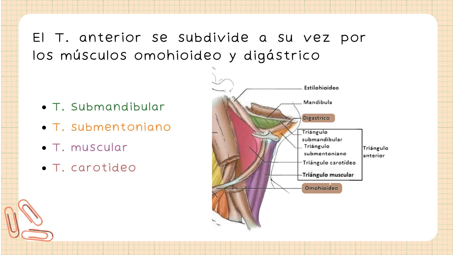 Triángulos
Del Cuello Región del Cuello
El cuello es la región del
cuerpo
entre
la
comprendida
cabeza y el
m. mylohyoideus-
processus mastoi