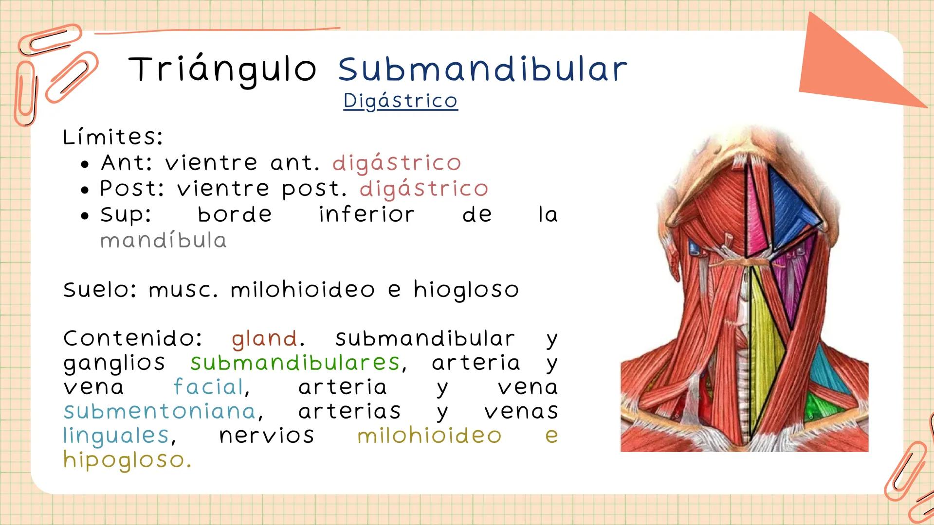 Triángulos
Del Cuello Región del Cuello
El cuello es la región del
cuerpo
entre
la
comprendida
cabeza y el
m. mylohyoideus-
processus mastoi