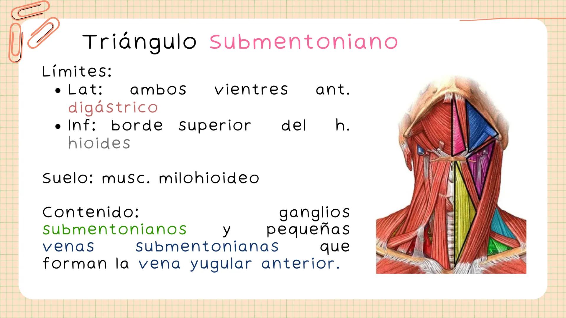 Triángulos
Del Cuello Región del Cuello
El cuello es la región del
cuerpo
entre
la
comprendida
cabeza y el
m. mylohyoideus-
processus mastoi