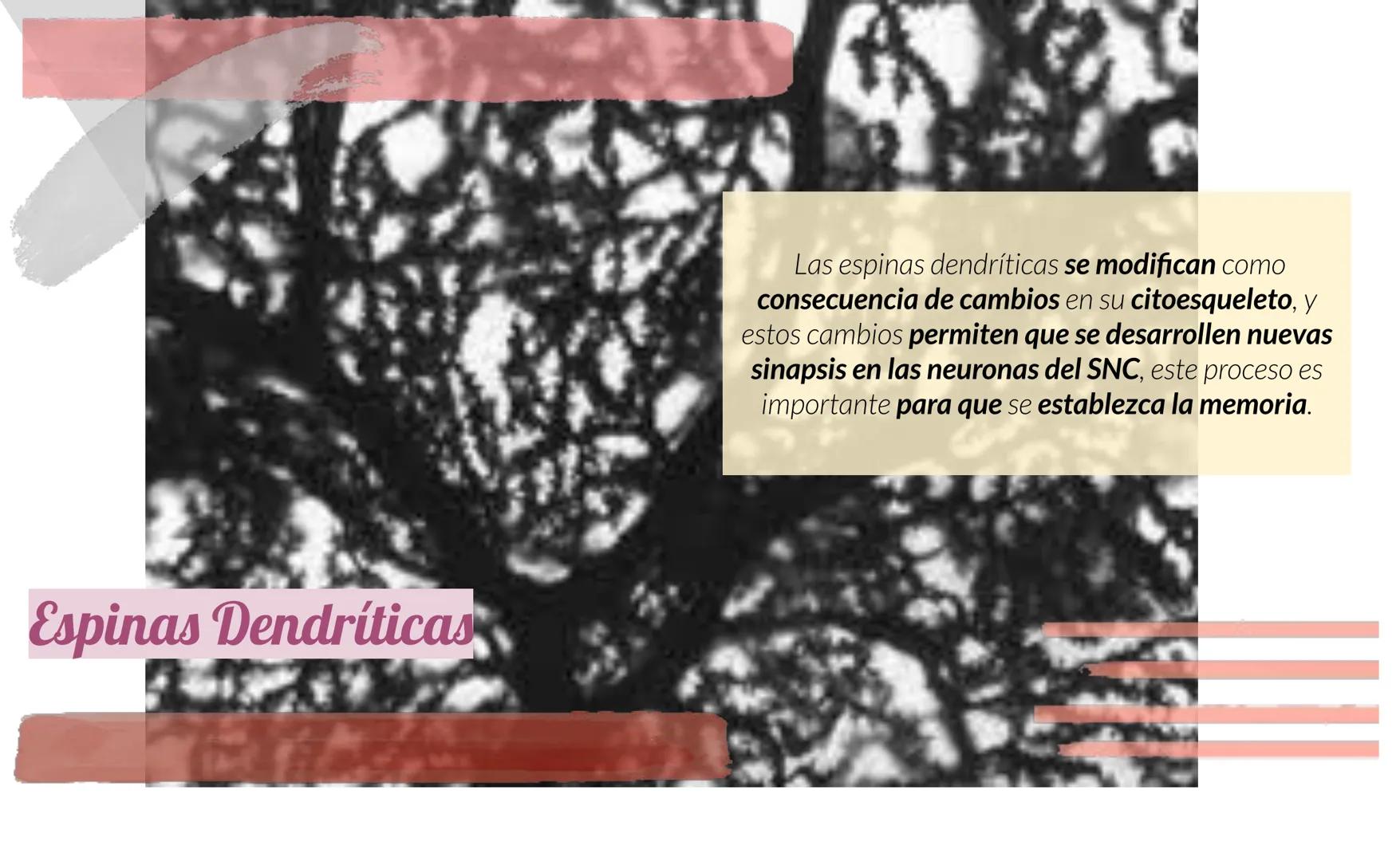 # Tejido Nervioso
Centro Universitario Barnard
Regina Morales Rosales
Lic. Joshep Esau Torres García # ¿Qué es..?
El tejido nervioso es e