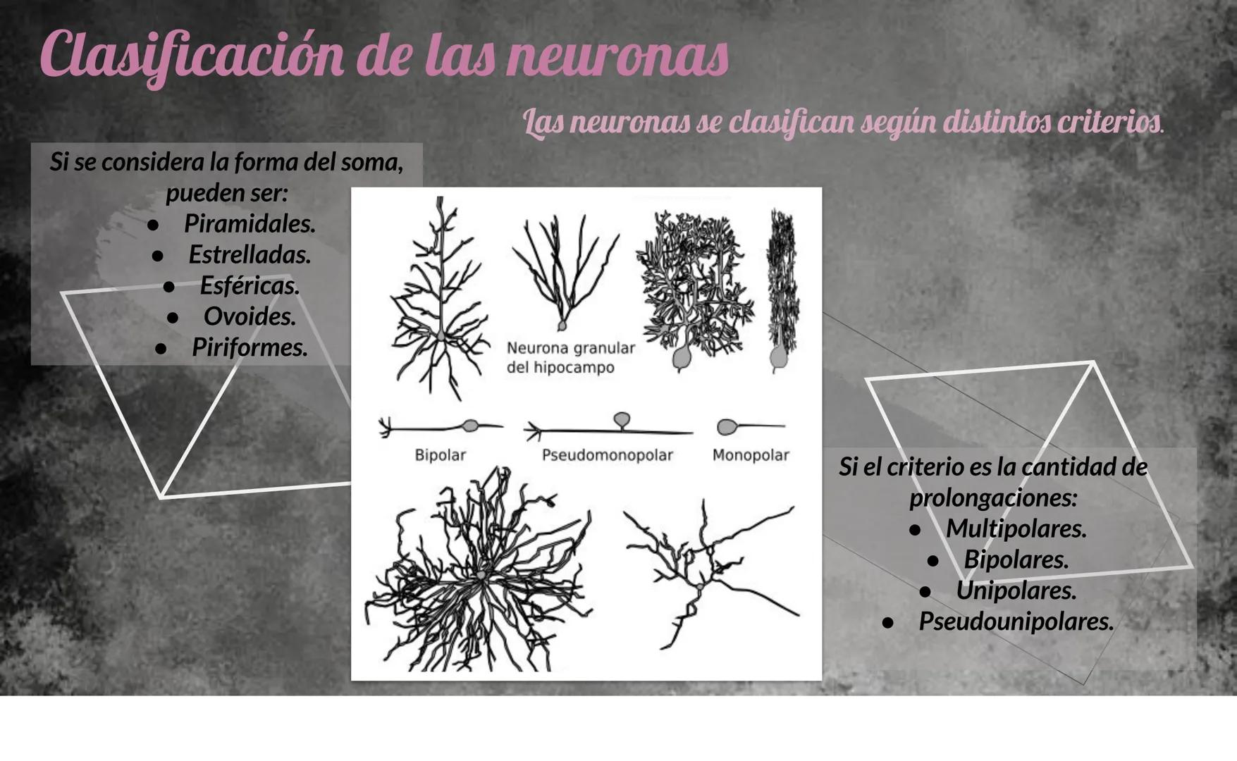 # Tejido Nervioso
Centro Universitario Barnard
Regina Morales Rosales
Lic. Joshep Esau Torres García # ¿Qué es..?
El tejido nervioso es e