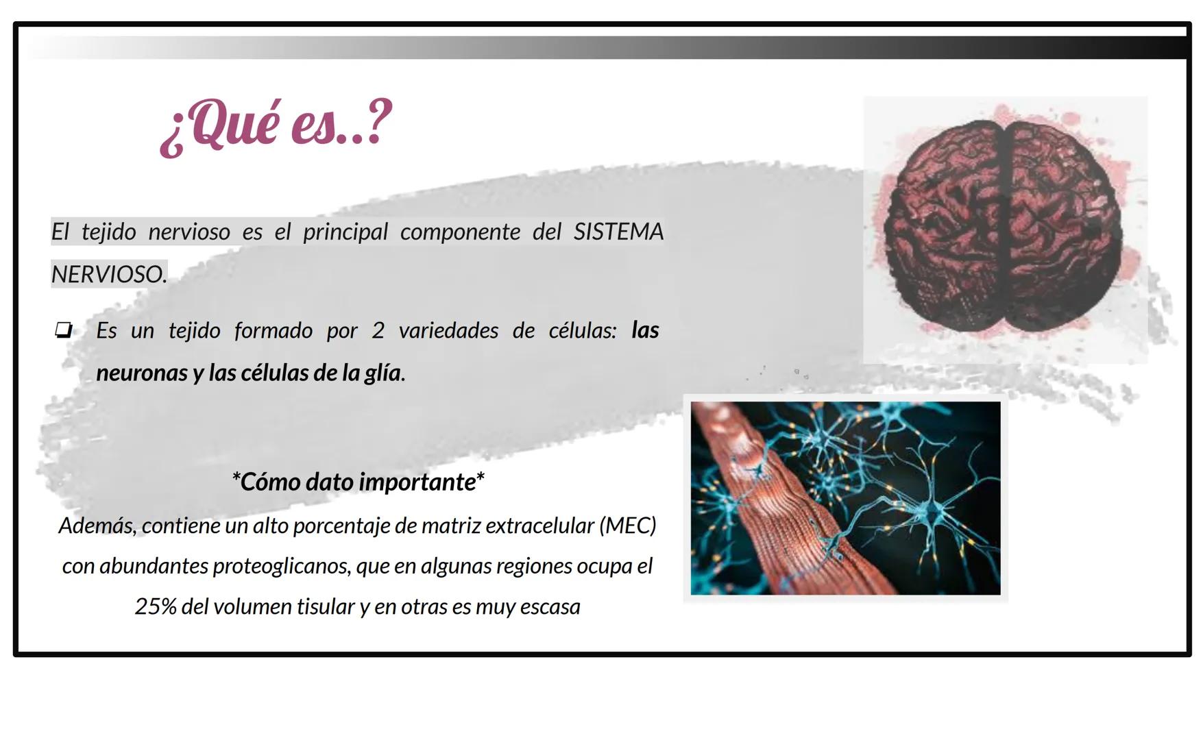 # Tejido Nervioso
Centro Universitario Barnard
Regina Morales Rosales
Lic. Joshep Esau Torres García # ¿Qué es..?
El tejido nervioso es e