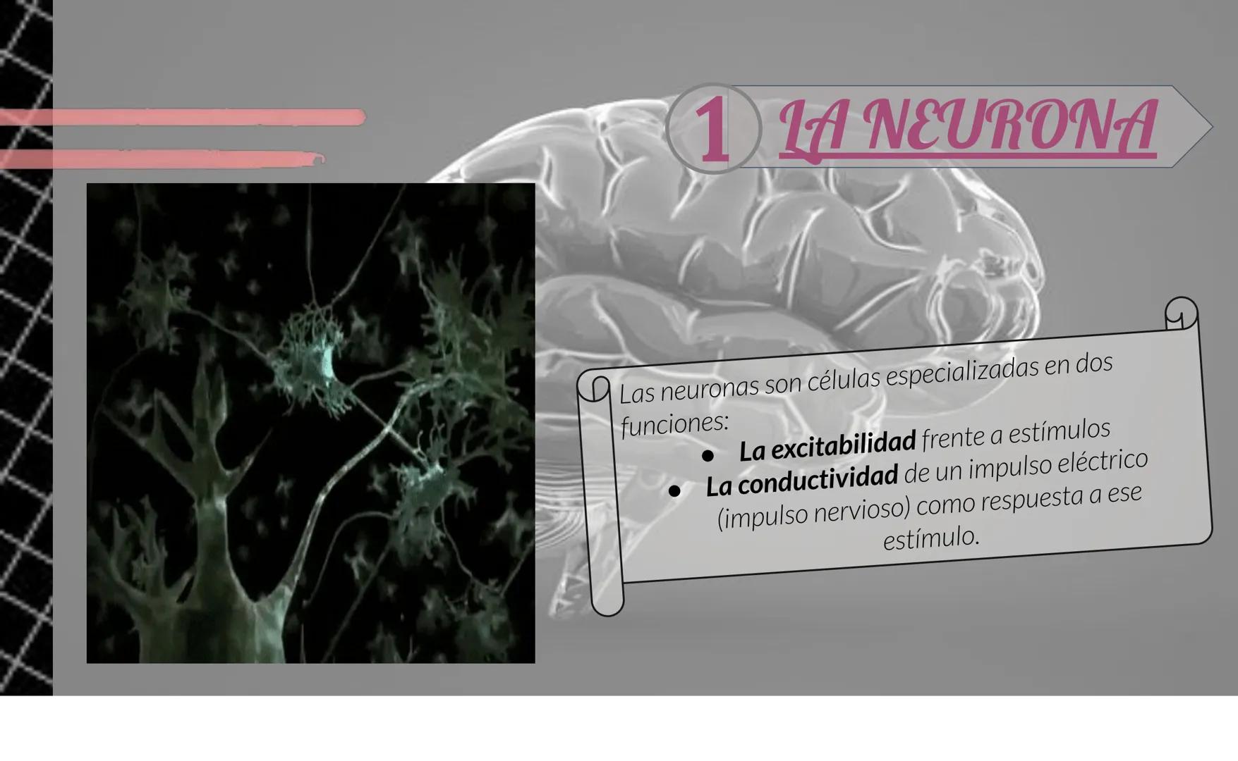 # Tejido Nervioso
Centro Universitario Barnard
Regina Morales Rosales
Lic. Joshep Esau Torres García # ¿Qué es..?
El tejido nervioso es e