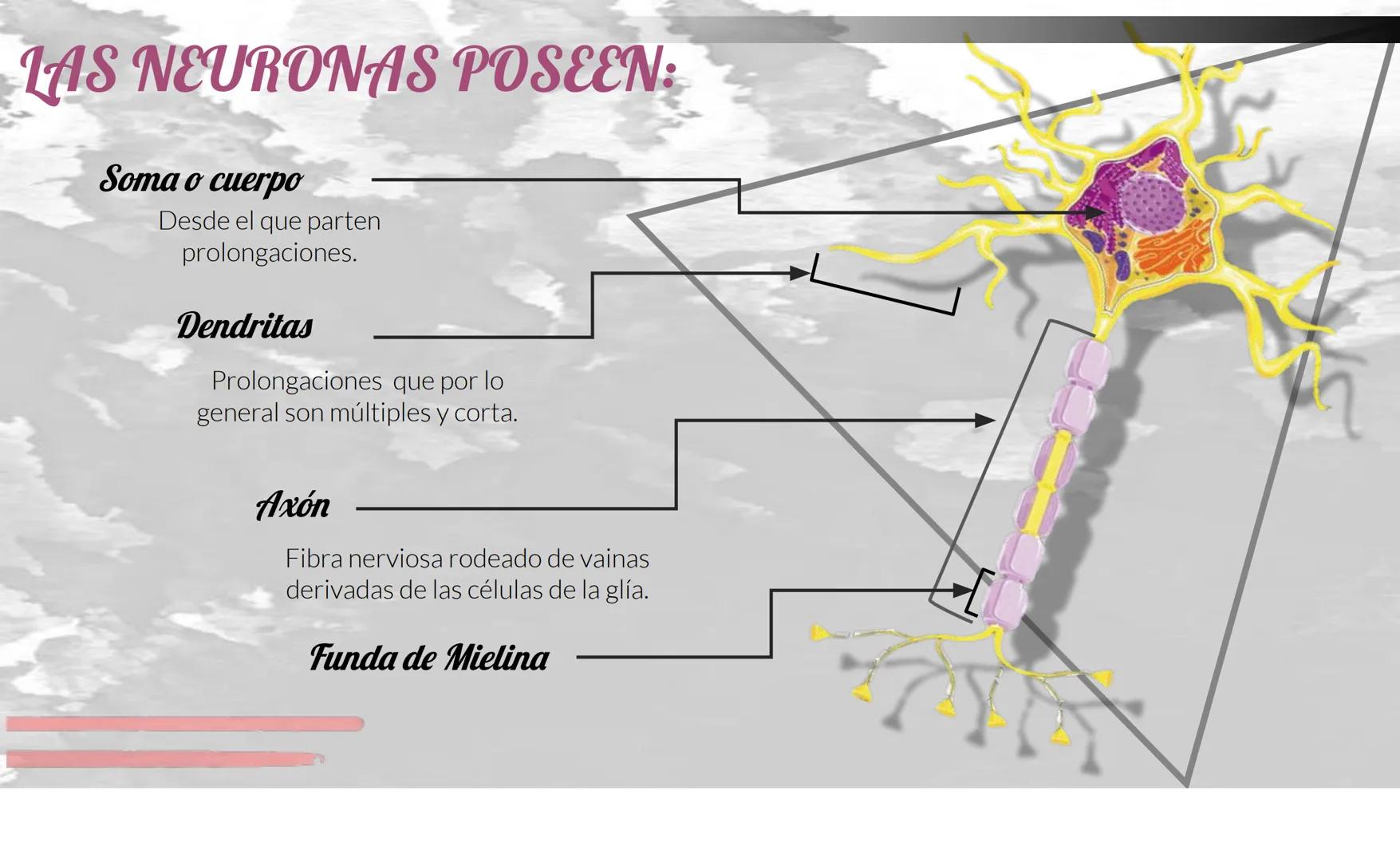 # Tejido Nervioso
Centro Universitario Barnard
Regina Morales Rosales
Lic. Joshep Esau Torres García # ¿Qué es..?
El tejido nervioso es e