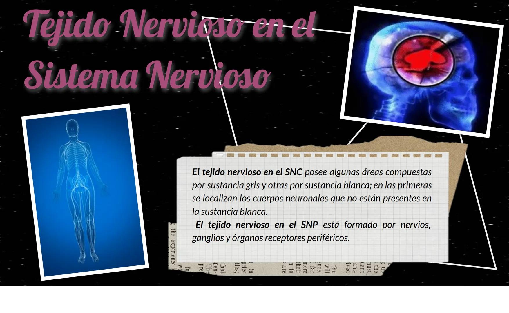 # Tejido Nervioso
Centro Universitario Barnard
Regina Morales Rosales
Lic. Joshep Esau Torres García # ¿Qué es..?
El tejido nervioso es e