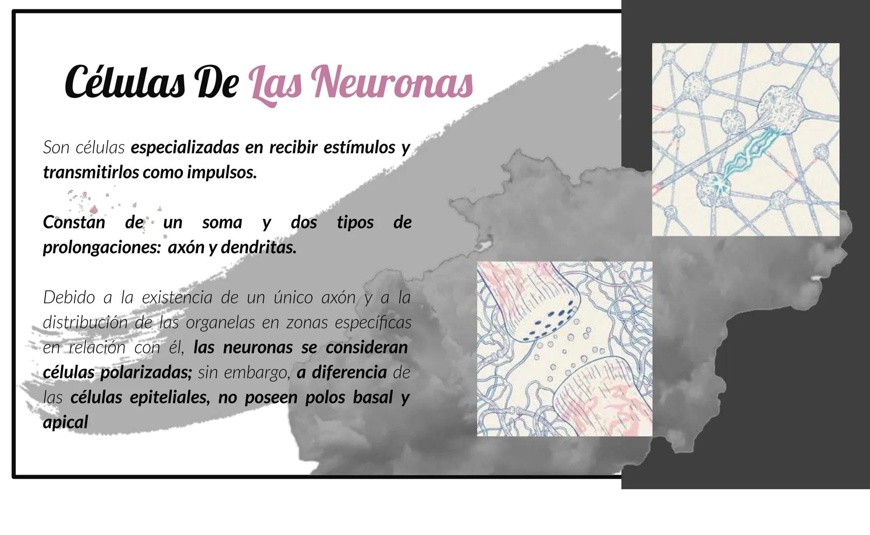 # Tejido Nervioso
Centro Universitario Barnard
Regina Morales Rosales
Lic. Joshep Esau Torres García # ¿Qué es..?
El tejido nervioso es e