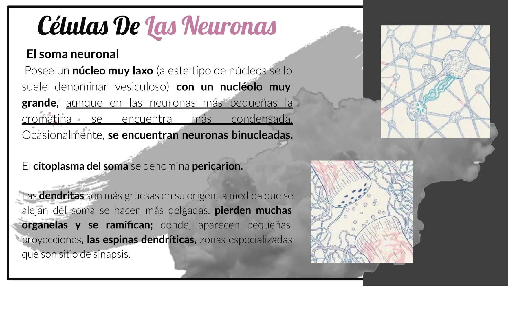 # Tejido Nervioso
Centro Universitario Barnard
Regina Morales Rosales
Lic. Joshep Esau Torres García # ¿Qué es..?
El tejido nervioso es e