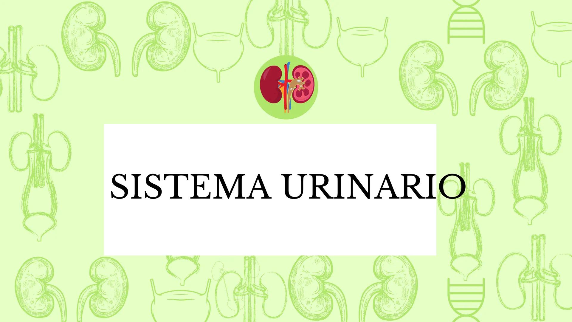 DS
SISTEMA URINARIO
GDC
ID Índice
1.¿Qué es el sistema
urinario y para qué
sirve?
2. Riñones
3. Uréter
4. vejiga
5. Uretra masculina y
femen