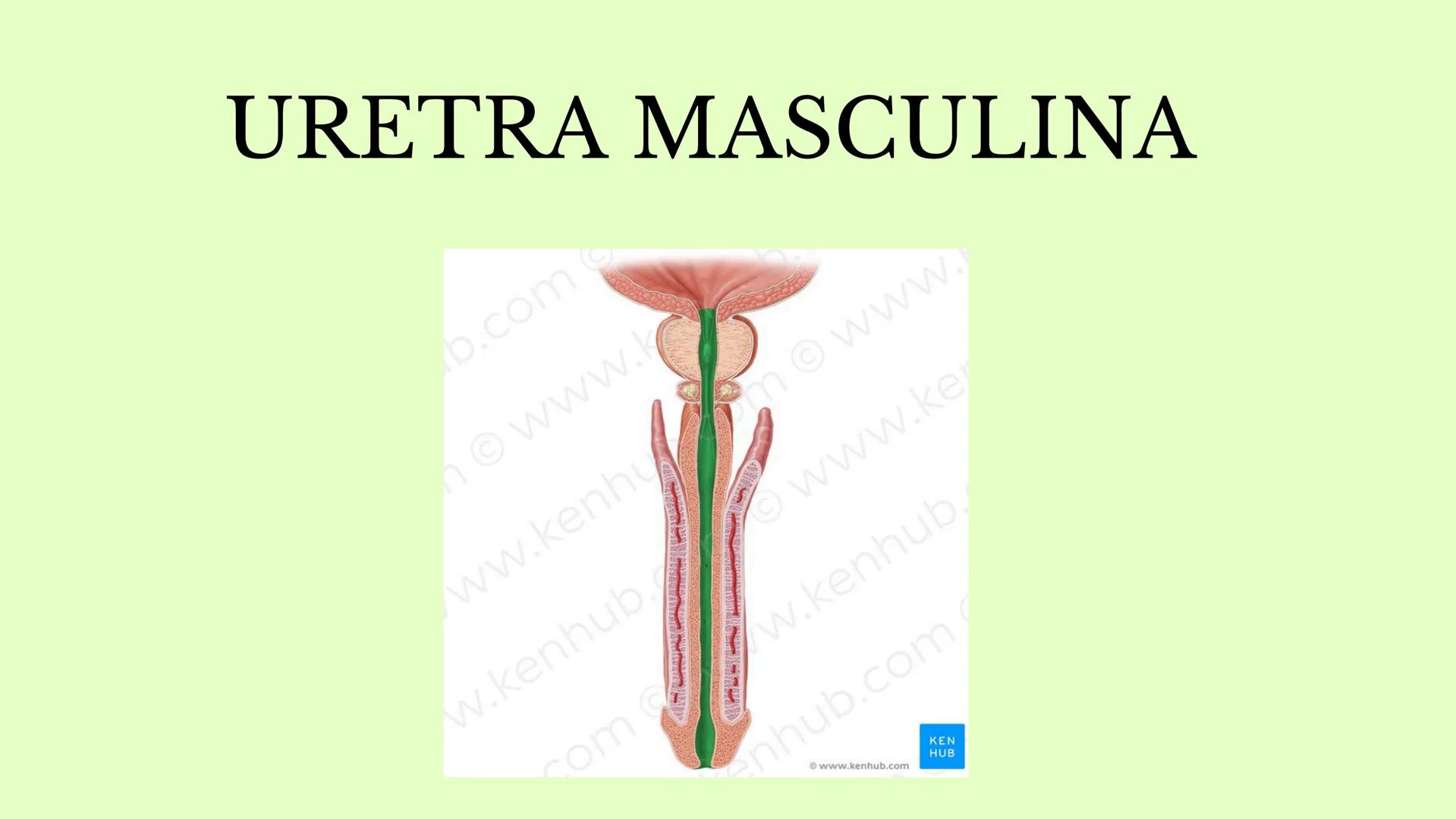 DS
SISTEMA URINARIO
GDC
ID Índice
1.¿Qué es el sistema
urinario y para qué
sirve?
2. Riñones
3. Uréter
4. vejiga
5. Uretra masculina y
femen