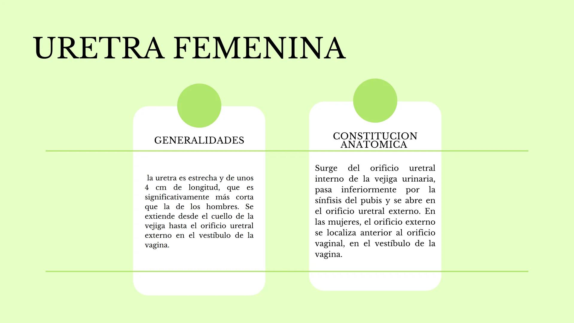 DS
SISTEMA URINARIO
GDC
ID Índice
1.¿Qué es el sistema
urinario y para qué
sirve?
2. Riñones
3. Uréter
4. vejiga
5. Uretra masculina y
femen
