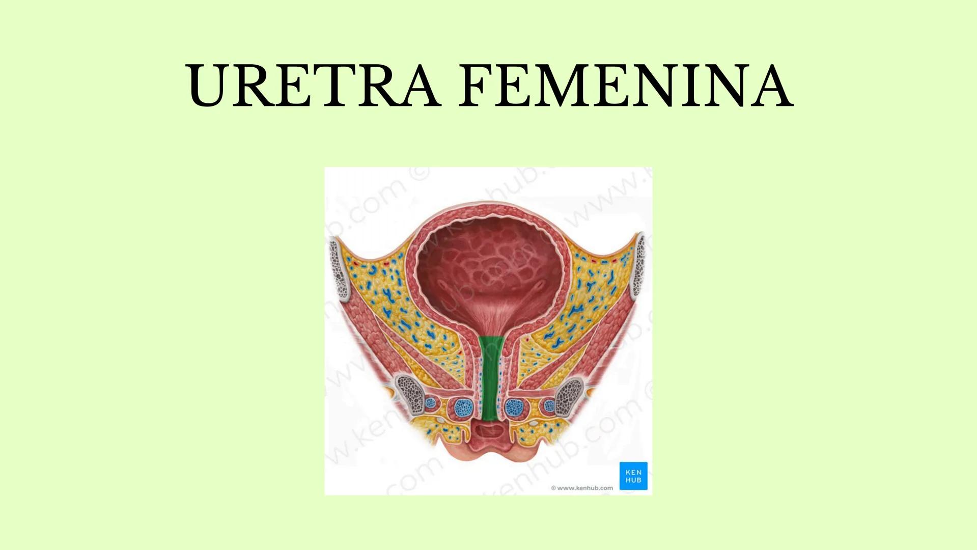 DS
SISTEMA URINARIO
GDC
ID Índice
1.¿Qué es el sistema
urinario y para qué
sirve?
2. Riñones
3. Uréter
4. vejiga
5. Uretra masculina y
femen