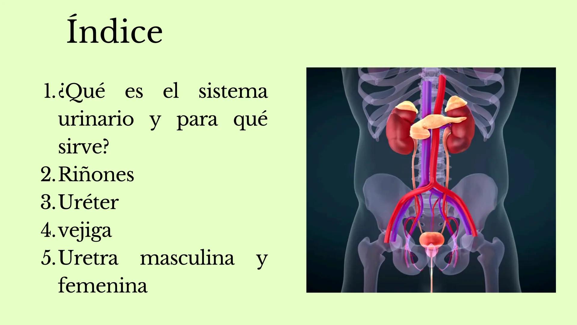 DS
SISTEMA URINARIO
GDC
ID Índice
1.¿Qué es el sistema
urinario y para qué
sirve?
2. Riñones
3. Uréter
4. vejiga
5. Uretra masculina y
femen