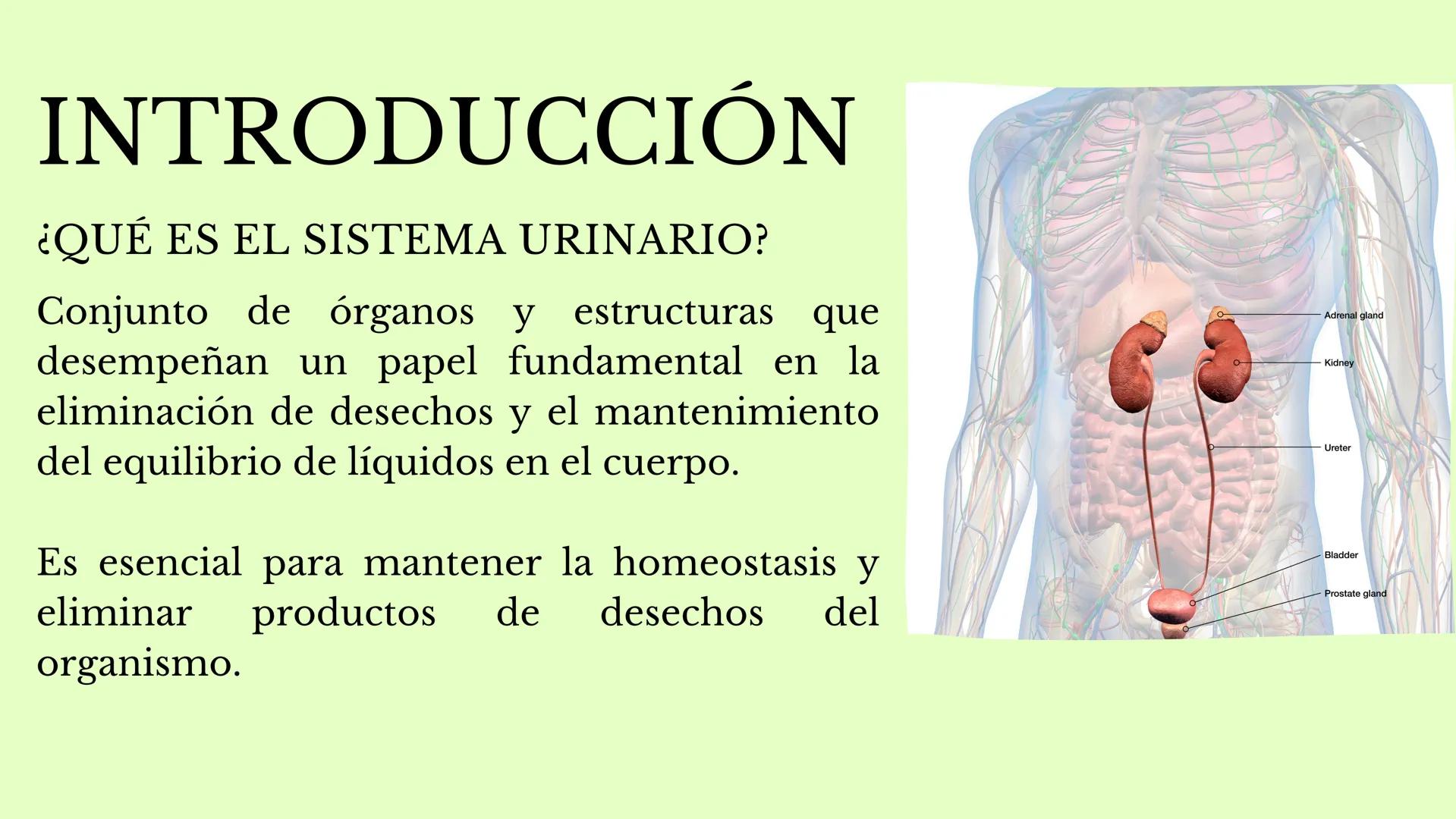 DS
SISTEMA URINARIO
GDC
ID Índice
1.¿Qué es el sistema
urinario y para qué
sirve?
2. Riñones
3. Uréter
4. vejiga
5. Uretra masculina y
femen