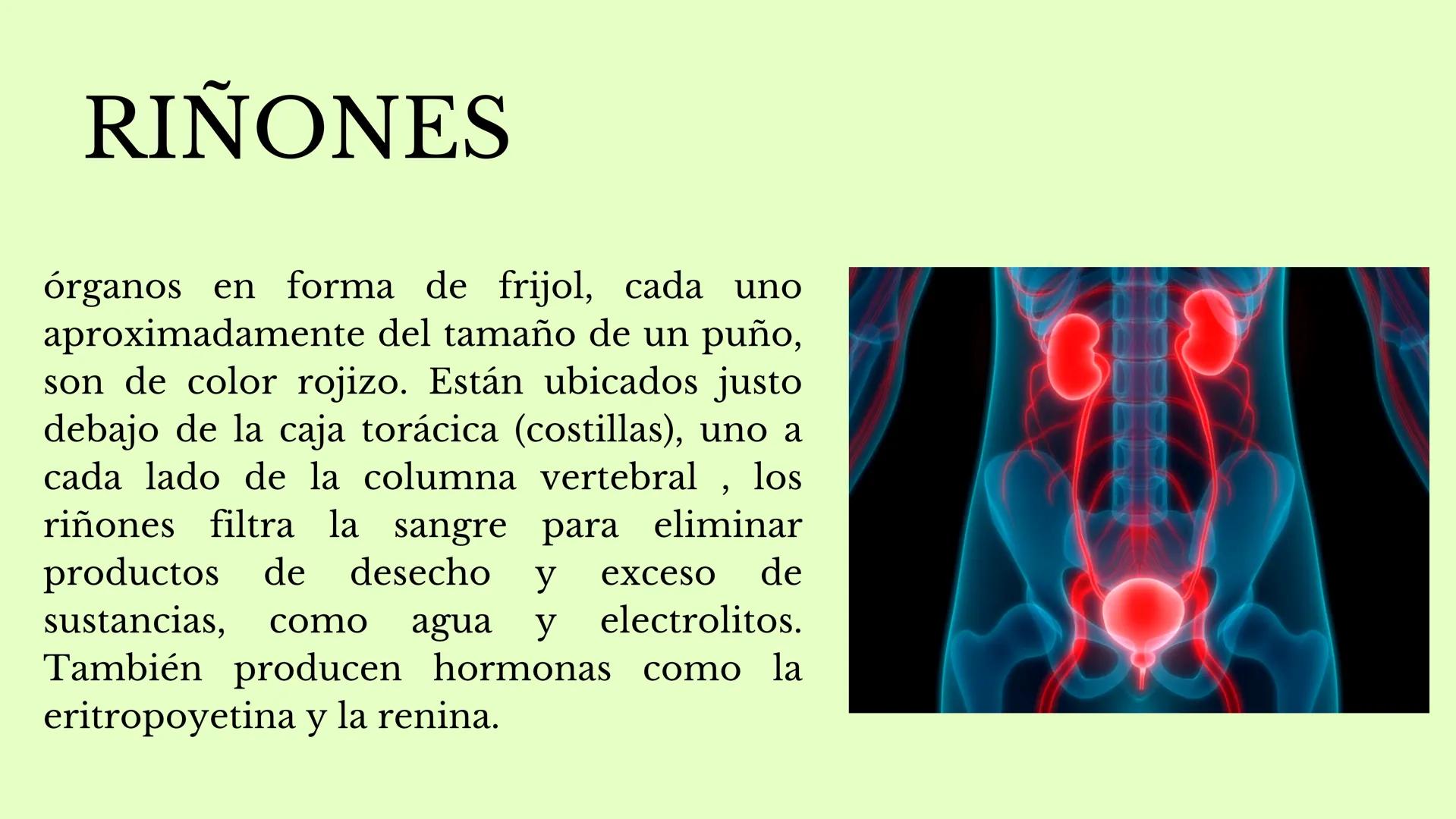 DS
SISTEMA URINARIO
GDC
ID Índice
1.¿Qué es el sistema
urinario y para qué
sirve?
2. Riñones
3. Uréter
4. vejiga
5. Uretra masculina y
femen