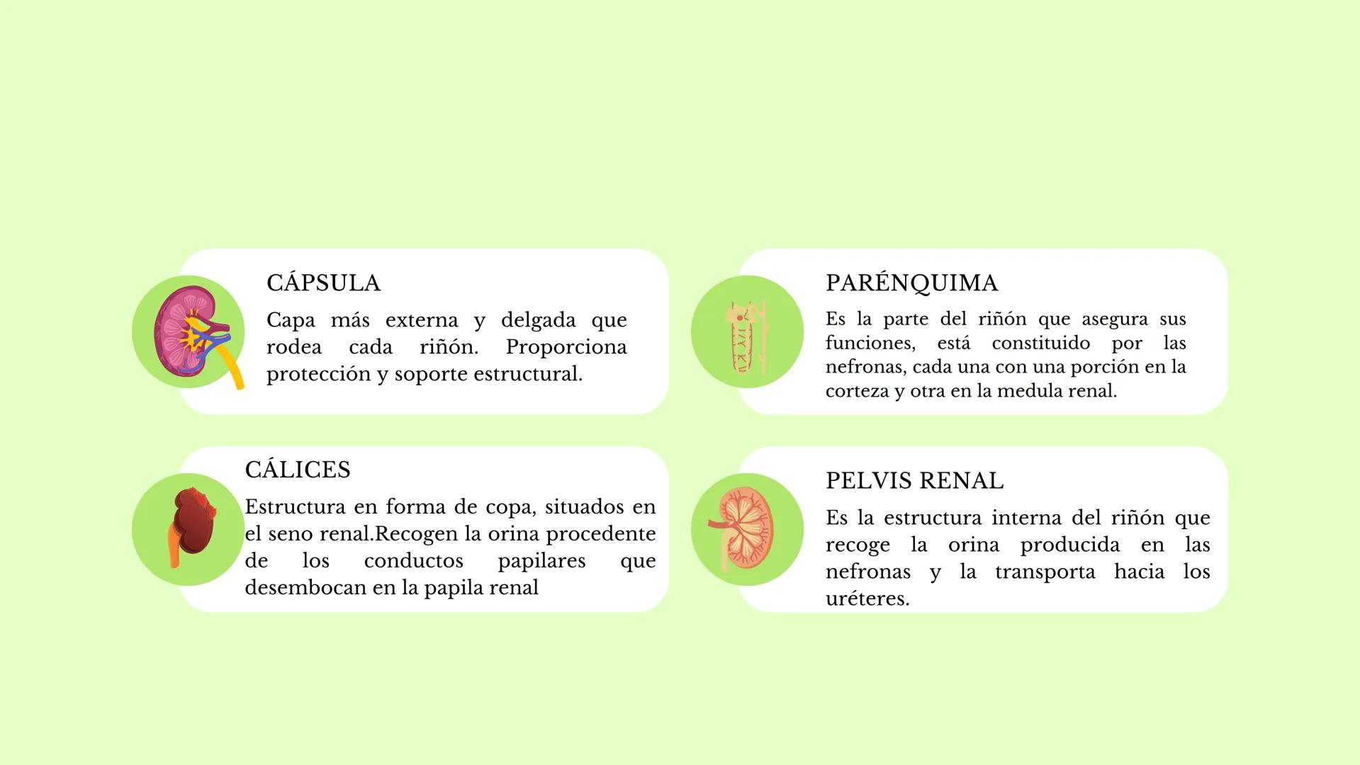 DS
SISTEMA URINARIO
GDC
ID Índice
1.¿Qué es el sistema
urinario y para qué
sirve?
2. Riñones
3. Uréter
4. vejiga
5. Uretra masculina y
femen