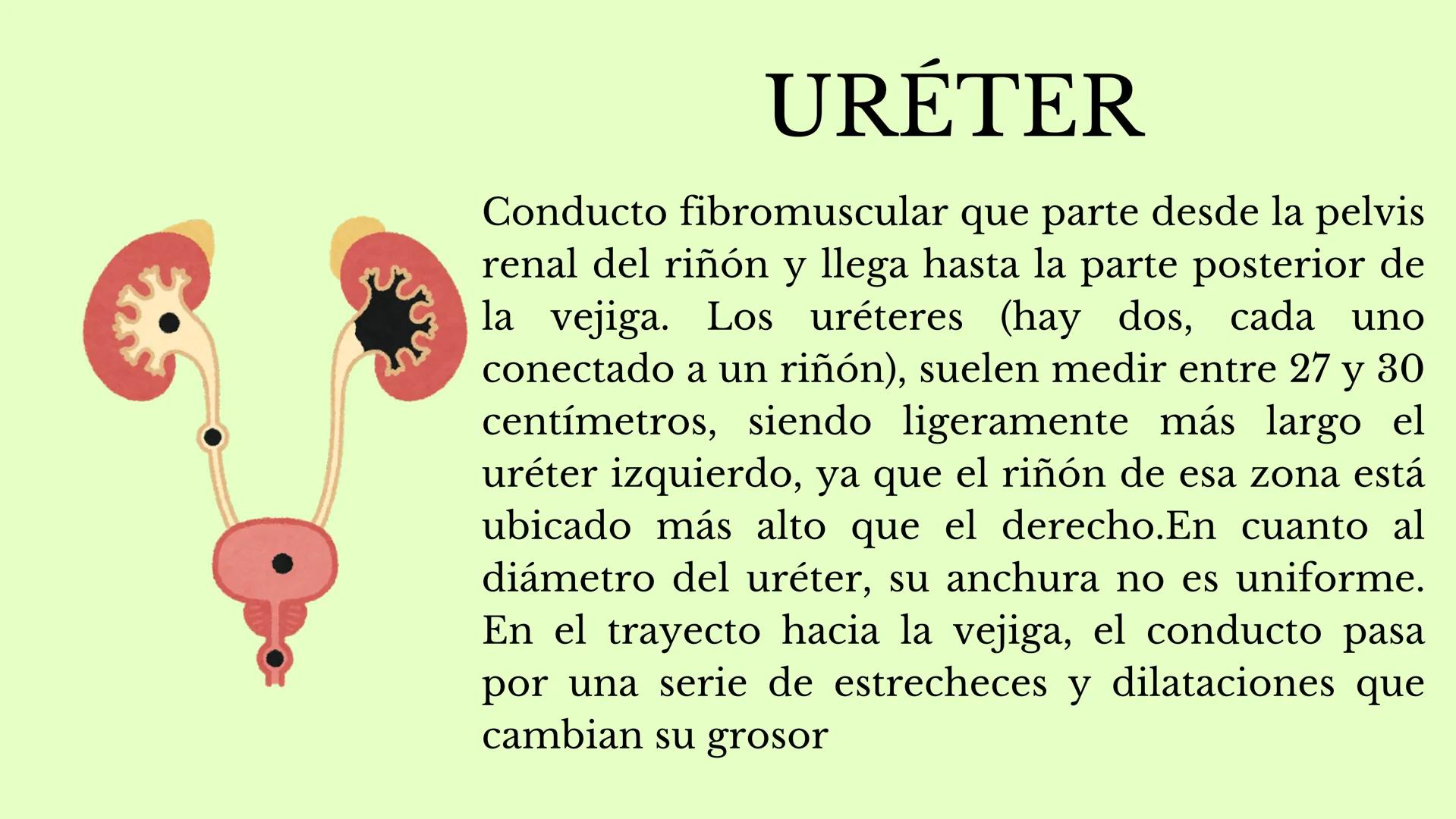 DS
SISTEMA URINARIO
GDC
ID Índice
1.¿Qué es el sistema
urinario y para qué
sirve?
2. Riñones
3. Uréter
4. vejiga
5. Uretra masculina y
femen