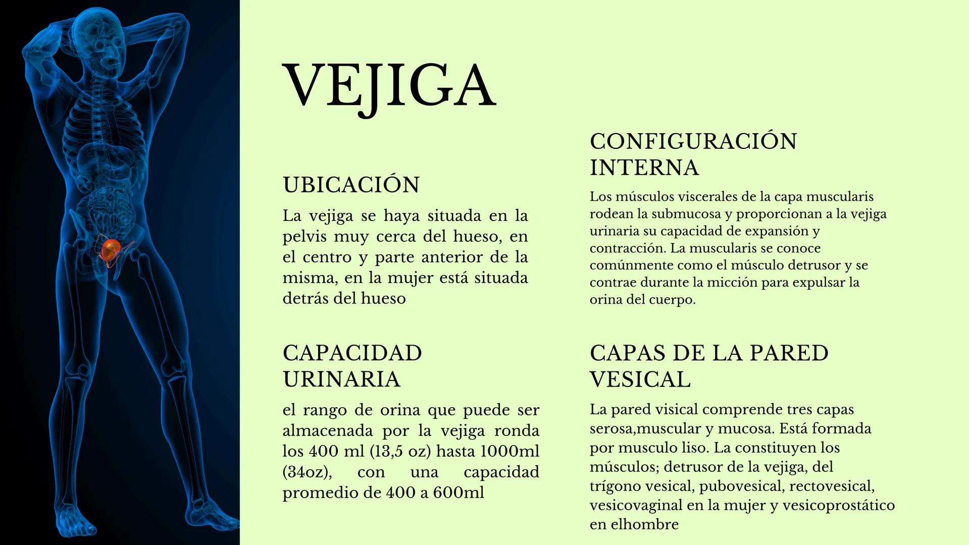 DS
SISTEMA URINARIO
GDC
ID Índice
1.¿Qué es el sistema
urinario y para qué
sirve?
2. Riñones
3. Uréter
4. vejiga
5. Uretra masculina y
femen