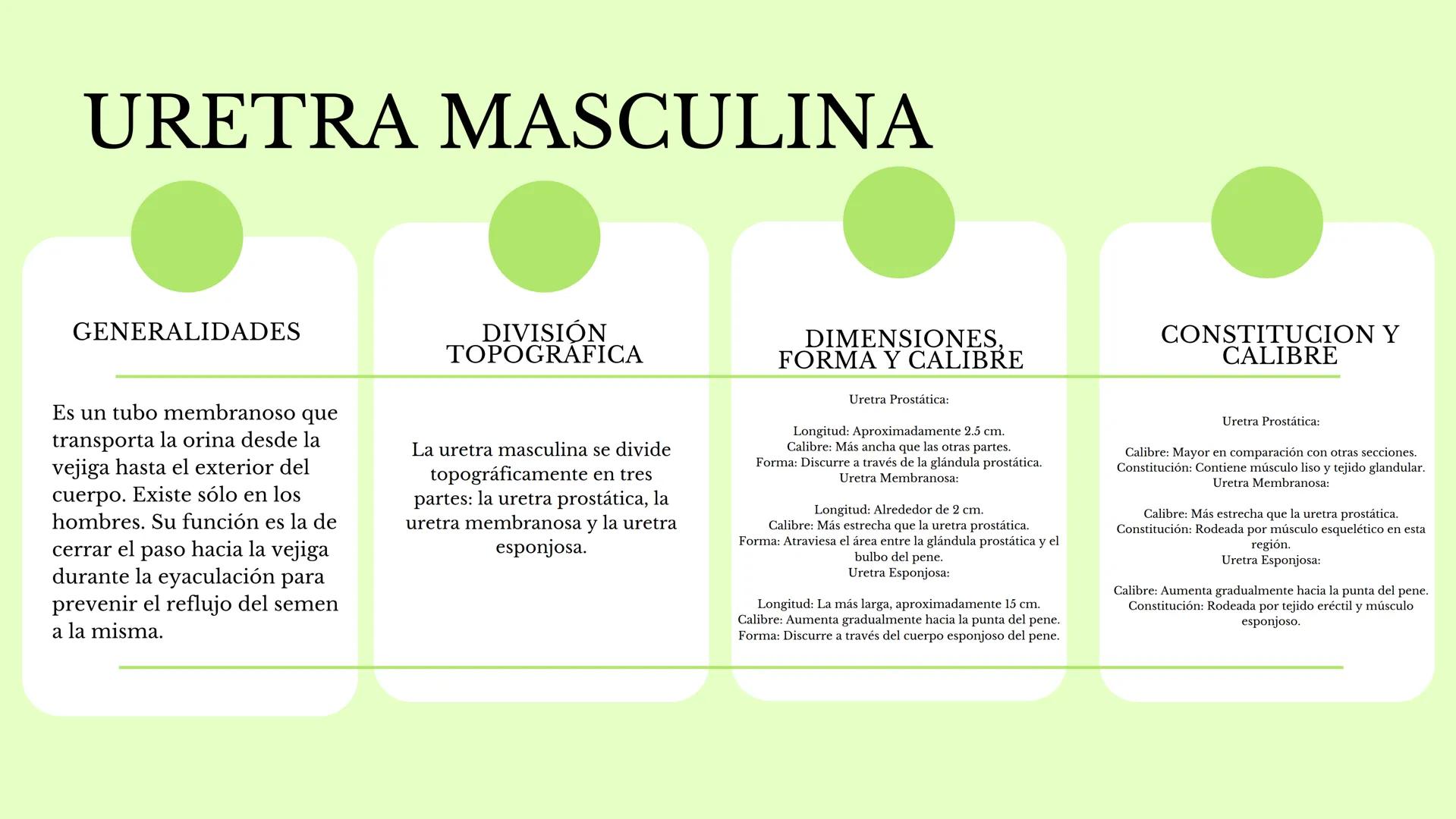 DS
SISTEMA URINARIO
GDC
ID Índice
1.¿Qué es el sistema
urinario y para qué
sirve?
2. Riñones
3. Uréter
4. vejiga
5. Uretra masculina y
femen