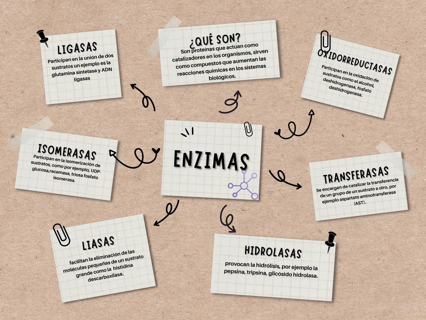 # LIGASAS
Participan en la unión de dos
sustratos un ejemplo es la
glutamina sintetasa y ADN
ligasas
# ¿QUÉ SON?
Son proteínas que actúan c