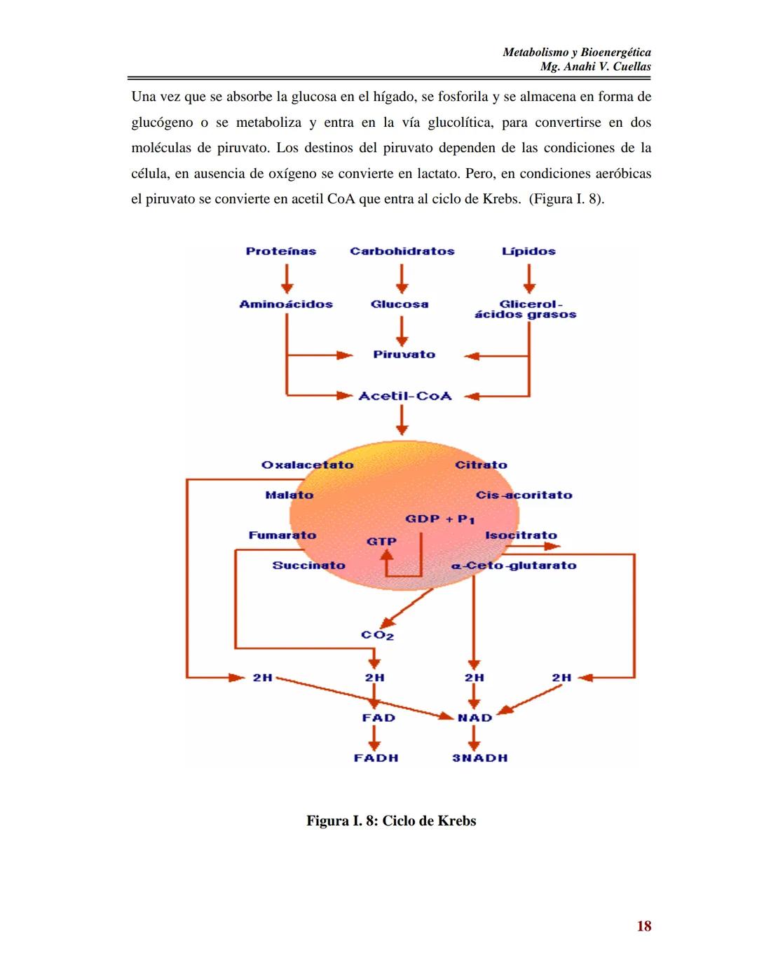 BIOQUÍMICA DE LOS ALIMENTOS
Metabolismo y Bioenergética
Mg. Anahi V. Cuellas
METABOLISMO
Y
BIOENERGETICA
Contenido:
I- Metabolismo:
As