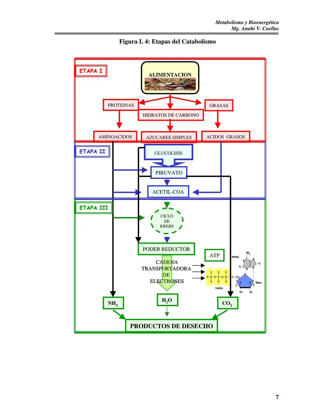 BIOQUÍMICA DE LOS ALIMENTOS
Metabolismo y Bioenergética
Mg. Anahi V. Cuellas
METABOLISMO
Y
BIOENERGETICA
Contenido:
I- Metabolismo:
As