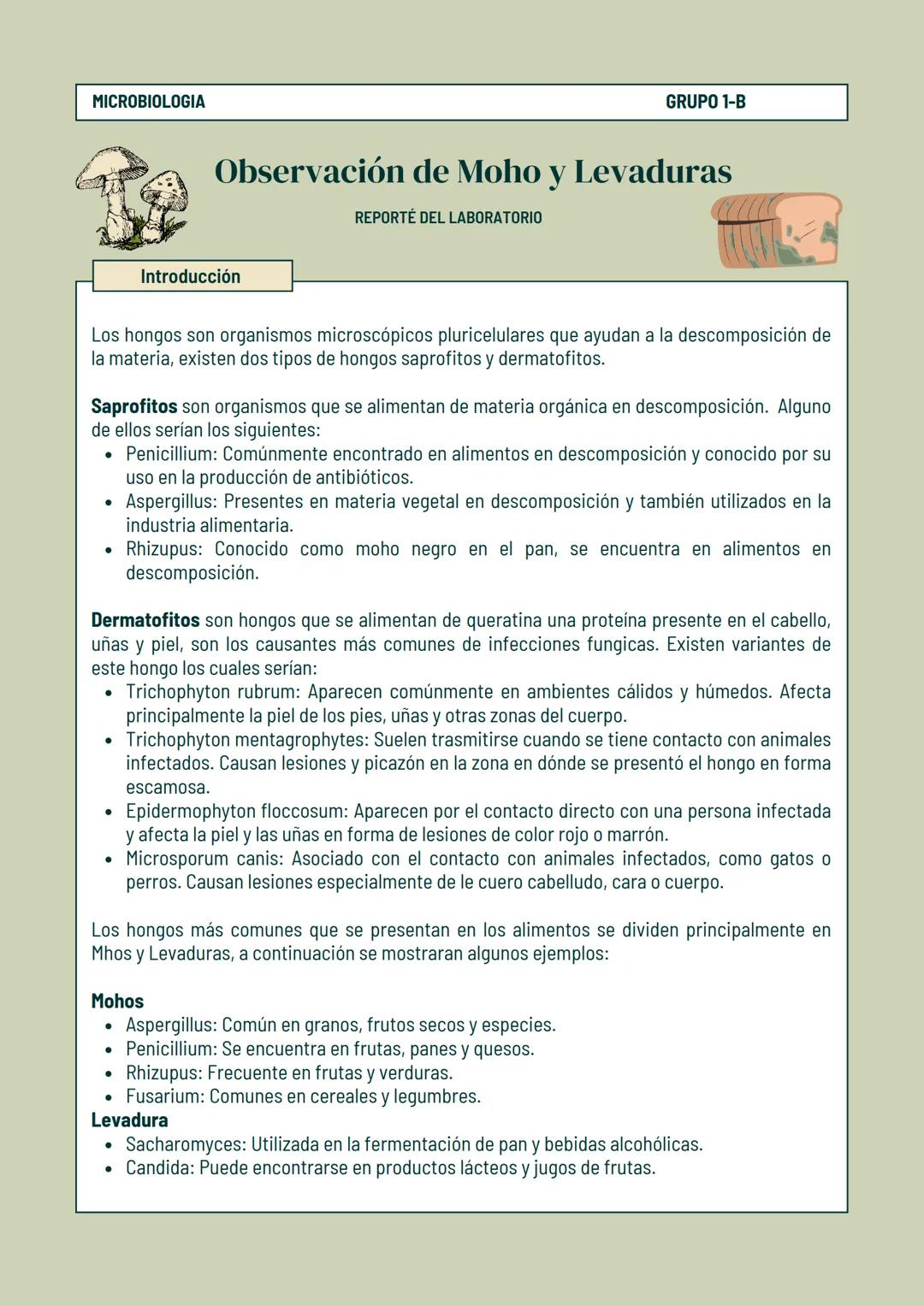 Observación de
Hongos
REPORTE DE LABORATORIO MICROBIOLOGIA
GRUPO 1-B
# Observación de Moho y Levaduras
REPORTÉ DEL LABORATORIO
## Introduc
