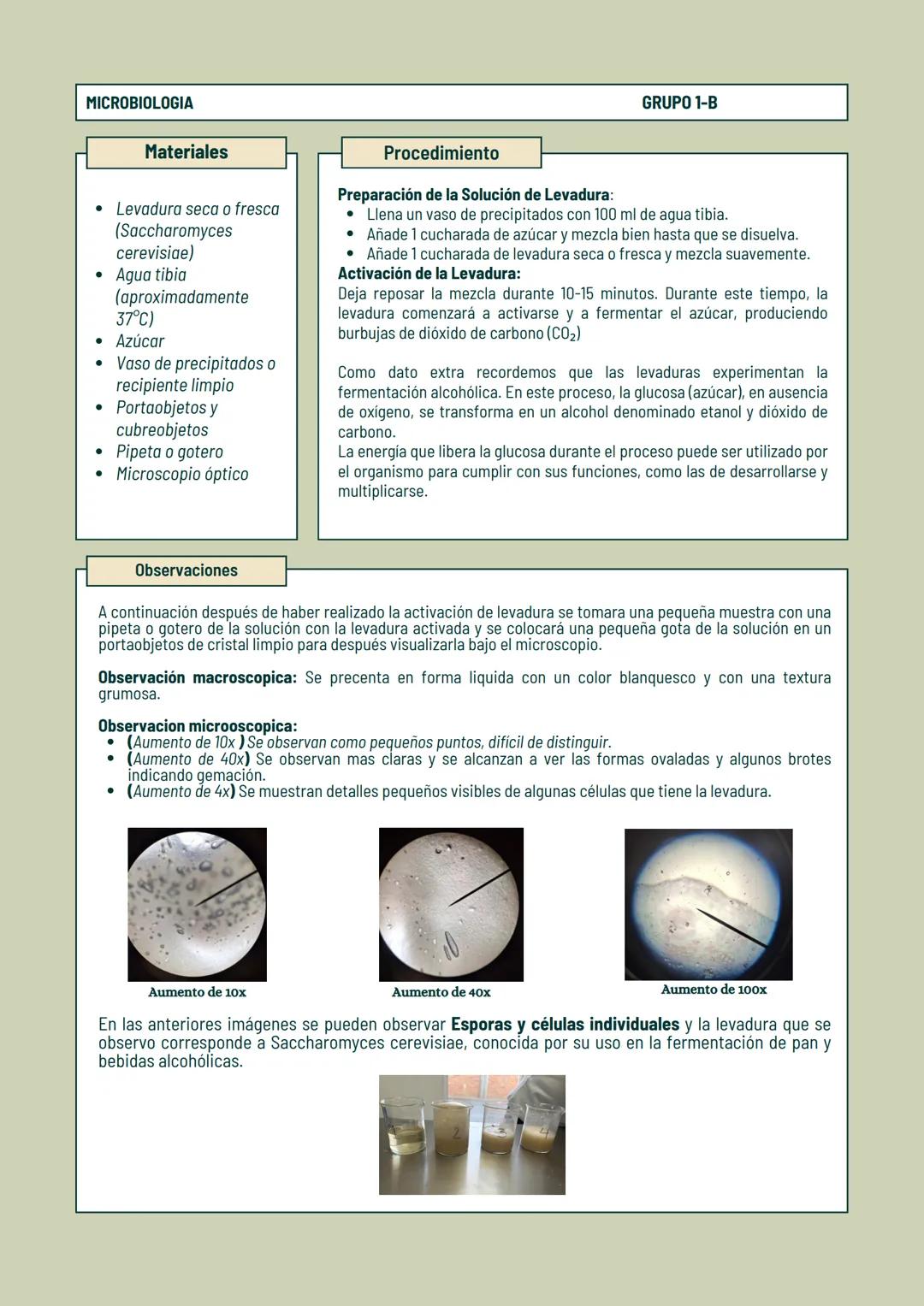 Observación de
Hongos
REPORTE DE LABORATORIO MICROBIOLOGIA
GRUPO 1-B
# Observación de Moho y Levaduras
REPORTÉ DEL LABORATORIO
## Introduc