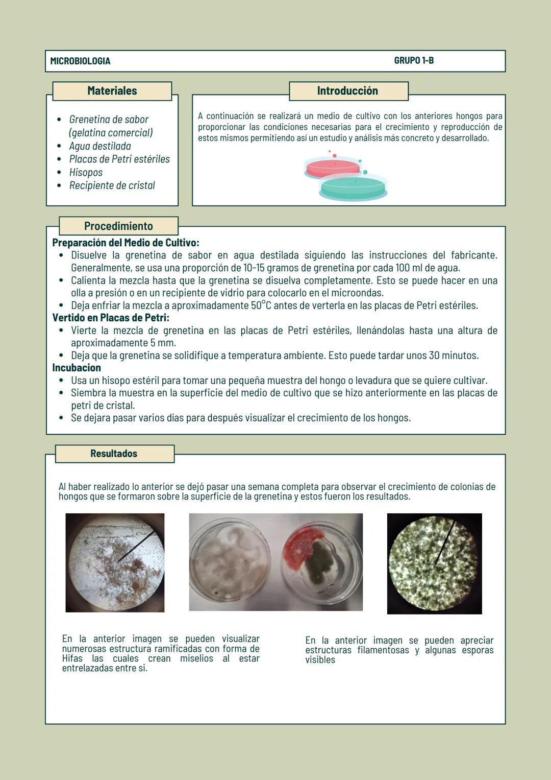 Observación de
Hongos
REPORTE DE LABORATORIO MICROBIOLOGIA
GRUPO 1-B
# Observación de Moho y Levaduras
REPORTÉ DEL LABORATORIO
## Introduc