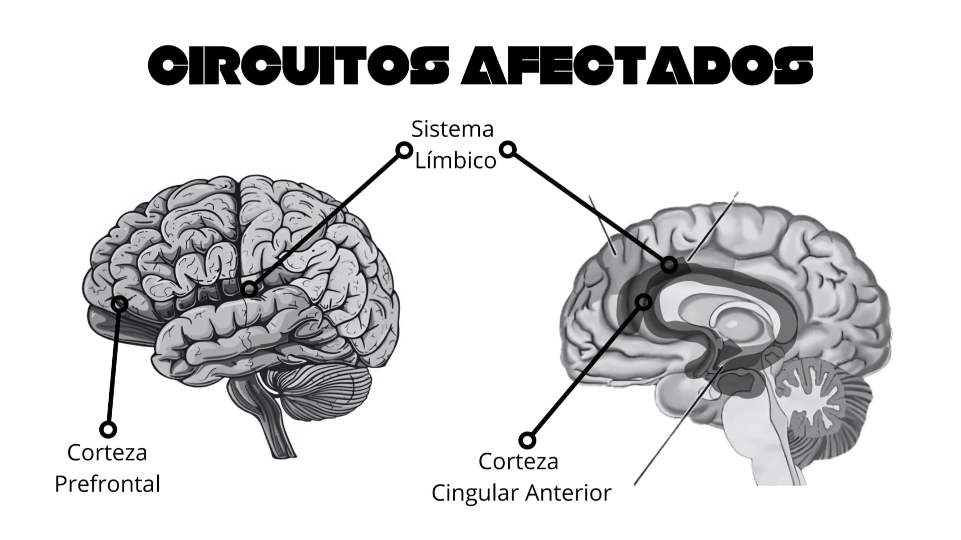 DEPRESIÓN ÍNDICE
05 ¿Qué es?
09 Factores de Riesgo
06 Tipologías
10 Desarrollo
07 Tipos
II Enfermedades
Relacionadas
08 Síntomas
12