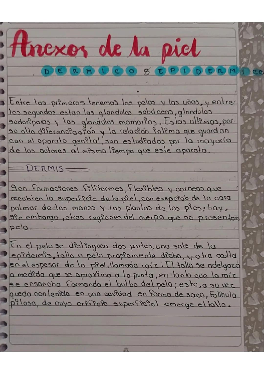 •Anexos de la piel
D
几
8 EP
DERM ce
Entre los primeros tenemos los pelos y las uñas, y entre
los segundos estan las glandulas sebáceas, glan