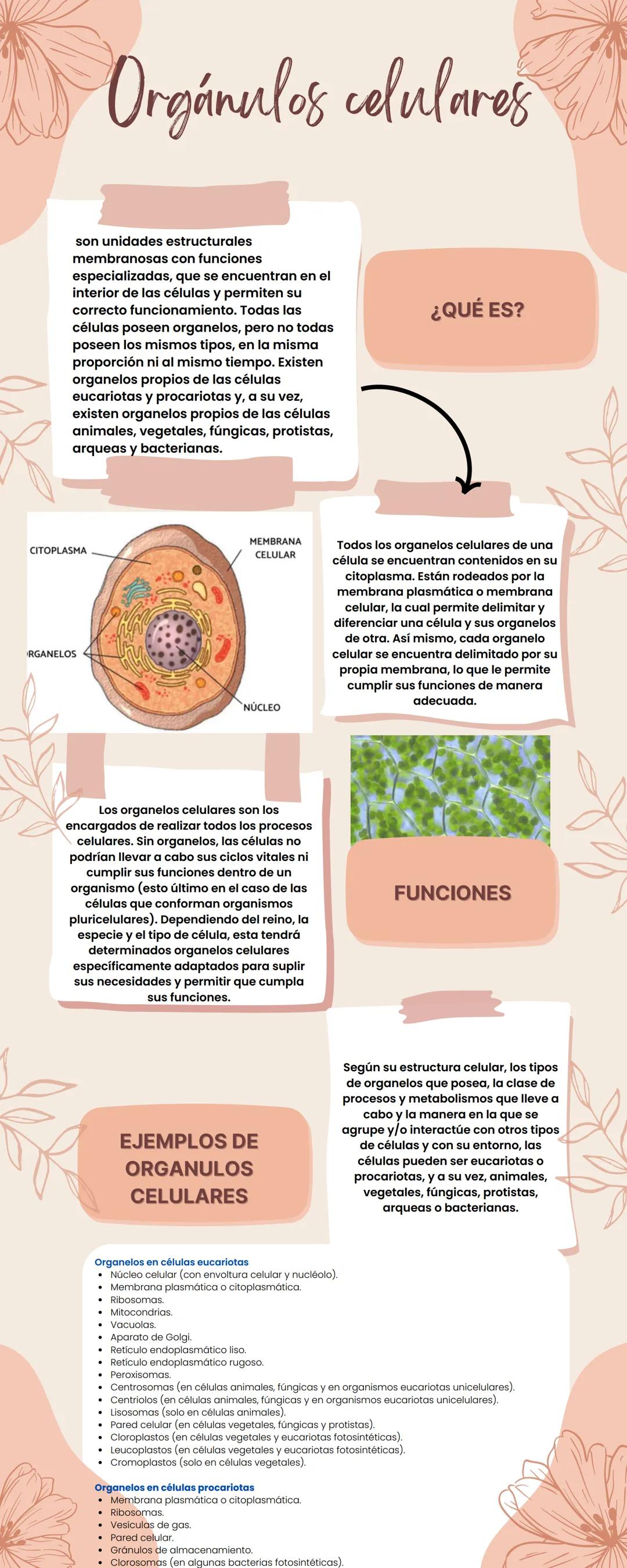 # Orgánulos celulares
son unidades estructurales.
membranosas con funciones
especializadas, que se encuentran en el
interior de las células