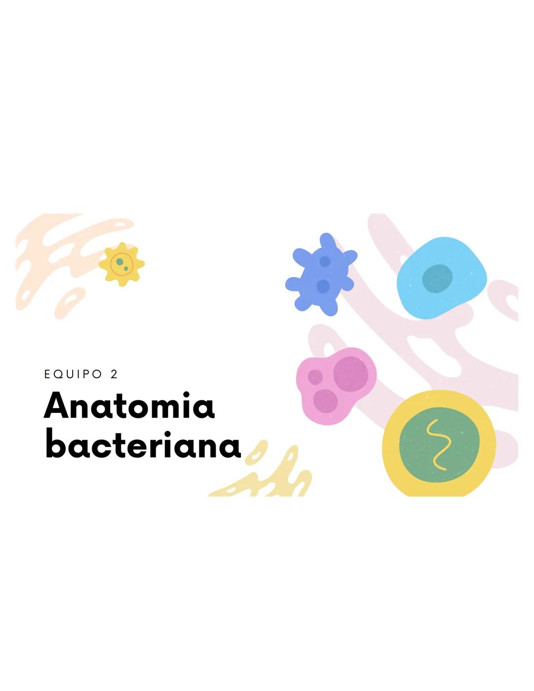 EQUIPO 2
Anatomia bacteriana mmm
Contenidos.
1. Anatomía Bacteriana y de hongos
2. Clasificación por pared celular
3. Tinción de Gram.
4.