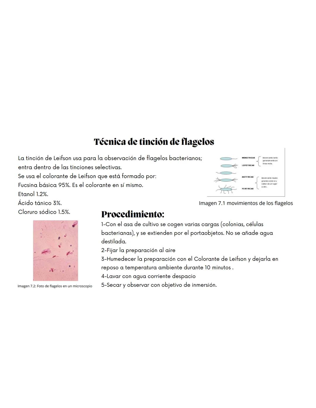 EQUIPO 2
Anatomia bacteriana mmm
Contenidos.
1. Anatomía Bacteriana y de hongos
2. Clasificación por pared celular
3. Tinción de Gram.
4.