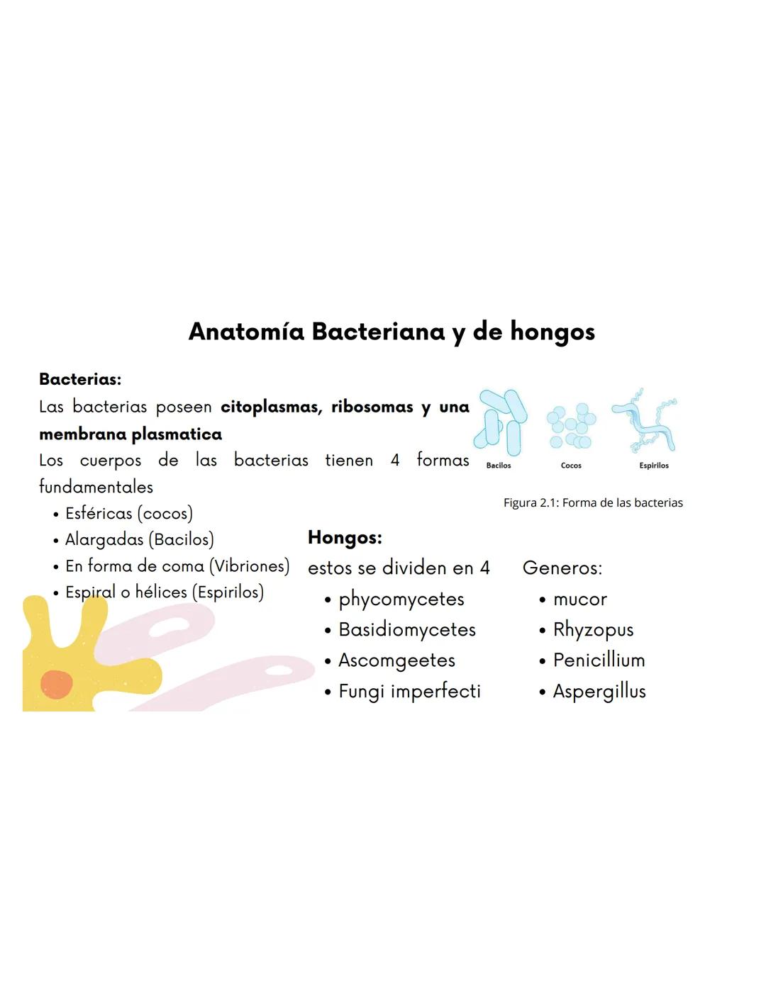 EQUIPO 2
Anatomia bacteriana mmm
Contenidos.
1. Anatomía Bacteriana y de hongos
2. Clasificación por pared celular
3. Tinción de Gram.
4.