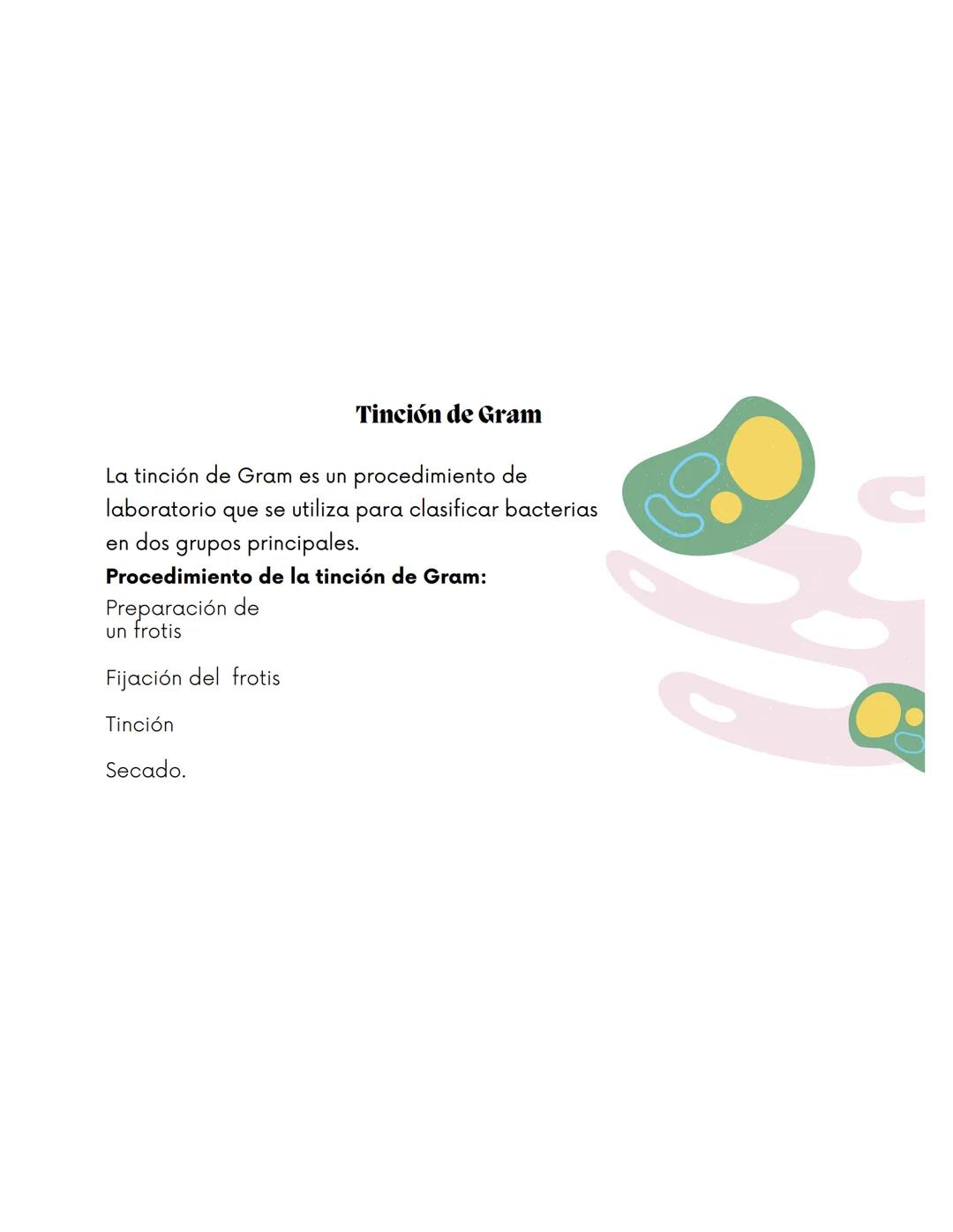 EQUIPO 2
Anatomia bacteriana mmm
Contenidos.
1. Anatomía Bacteriana y de hongos
2. Clasificación por pared celular
3. Tinción de Gram.
4.
