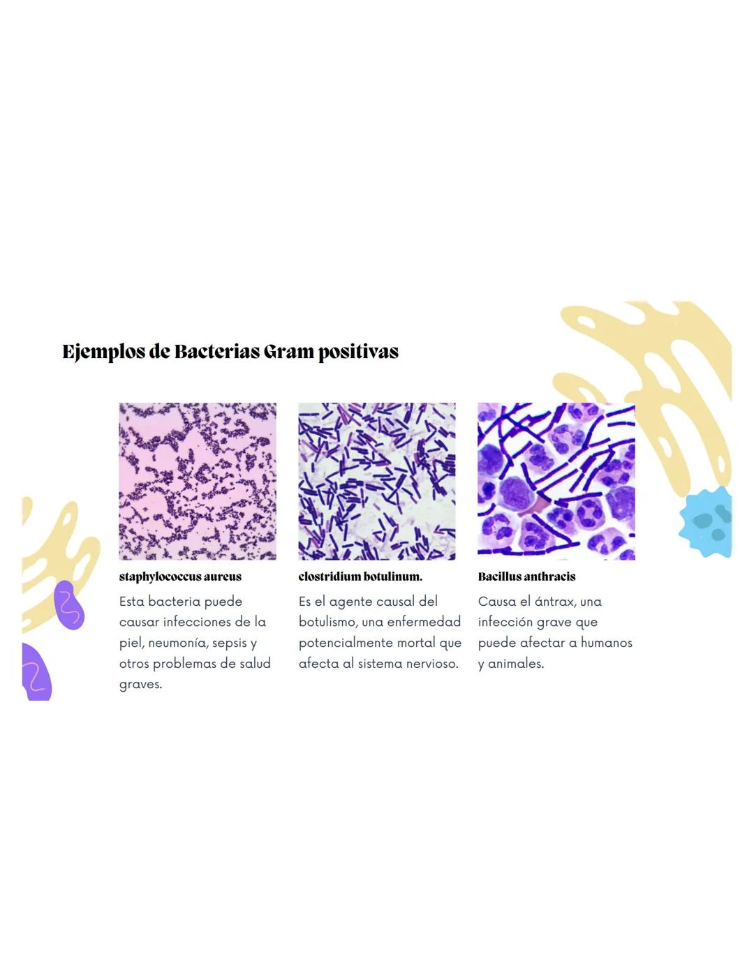 EQUIPO 2
Anatomia bacteriana mmm
Contenidos.
1. Anatomía Bacteriana y de hongos
2. Clasificación por pared celular
3. Tinción de Gram.
4.